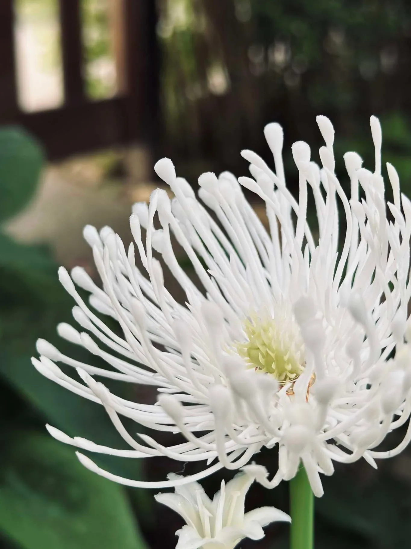 VIAMAJA Lys Og Led|Udendørs Led<Blomst med solceller - Spider Lili hvid