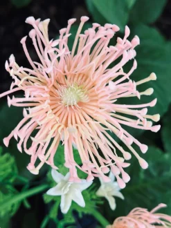 VIAMAJA Lys Og Led|Udendørs Led<Blomst med solceller - Spider Lili rose