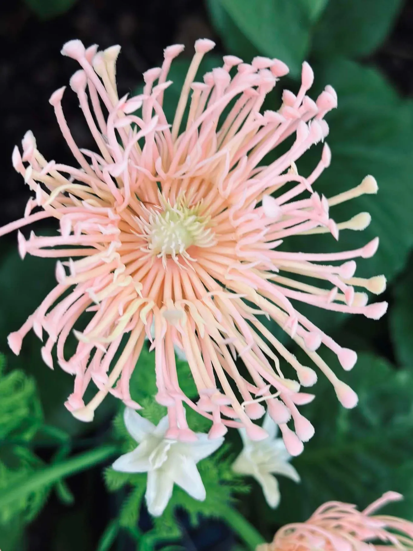VIAMAJA Lys Og Led|Udendørs Led<Blomst med solceller - Spider Lili rose