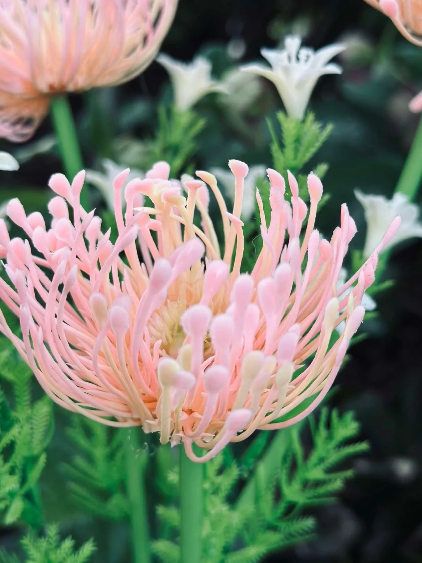 VIAMAJA Lys Og Led|Udendørs Led<Blomst med solceller - Spider Lili rose