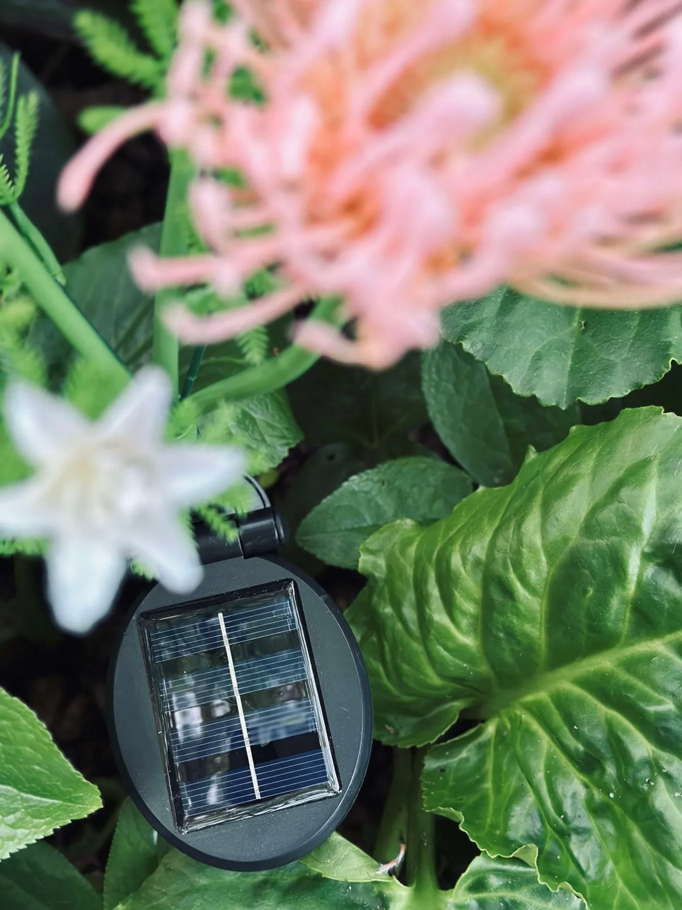 VIAMAJA Lys Og Led|Udendørs Led<Blomst med solceller - Spider Lili rose