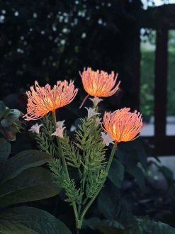 VIAMAJA Lys Og Led|Udendørs Led<Blomst med solceller - Spider Lili rose