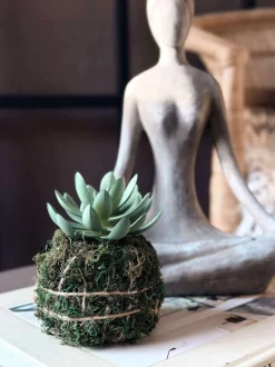 VIAMAJA Blomster<Blomst sukkulent moskugle