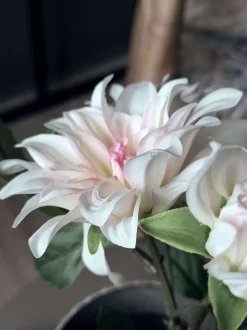 VIAMAJA Blomster<Dahlia i potte - Hvid