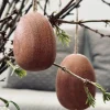 VIAMAJA Pynte Genstande|Påske<Æg i sabeltræ – Stor