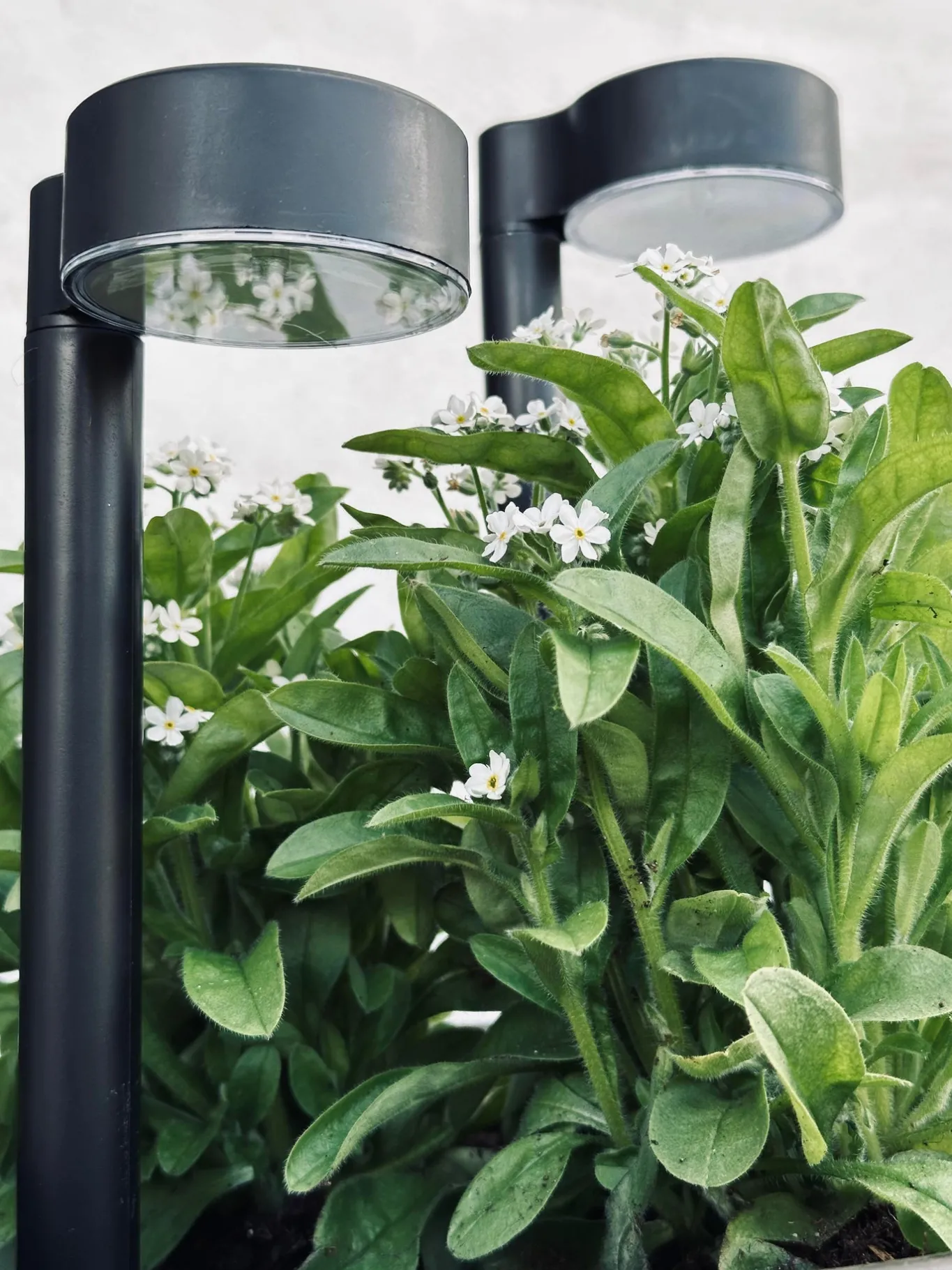 VIAMAJA Udendørs Led|Led Solceller<Havelampe Nancy med solar – Sæt med 4 stk.