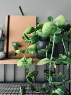VIAMAJA Hænge Planter|Blomster<Hængeplante - Fresh green