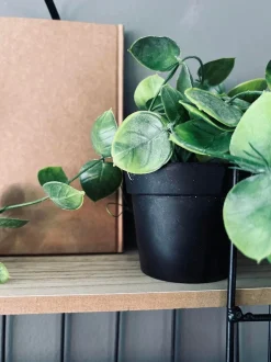 VIAMAJA Hænge Planter|Blomster<Hængeplante - Fresh green