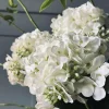 VIAMAJA Blomster<Hortensia Hvid