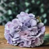 VIAMAJA Blomster<Hortensia Lilla