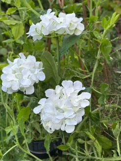 VIAMAJA Lys Og Led|Udendørs Led<Hortensia med solceller - Hvid