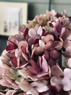 VIAMAJA Blomster<Hortensia Old Rose