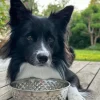 VIAMAJA Hund<Hundeskål Rustfrit stål - Large