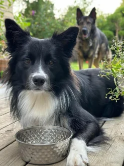 VIAMAJA Hund<Hundeskål Rustfrit stål - Small