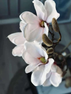 VIAMAJA Blomster<Magnoliagren - Pink 52cm