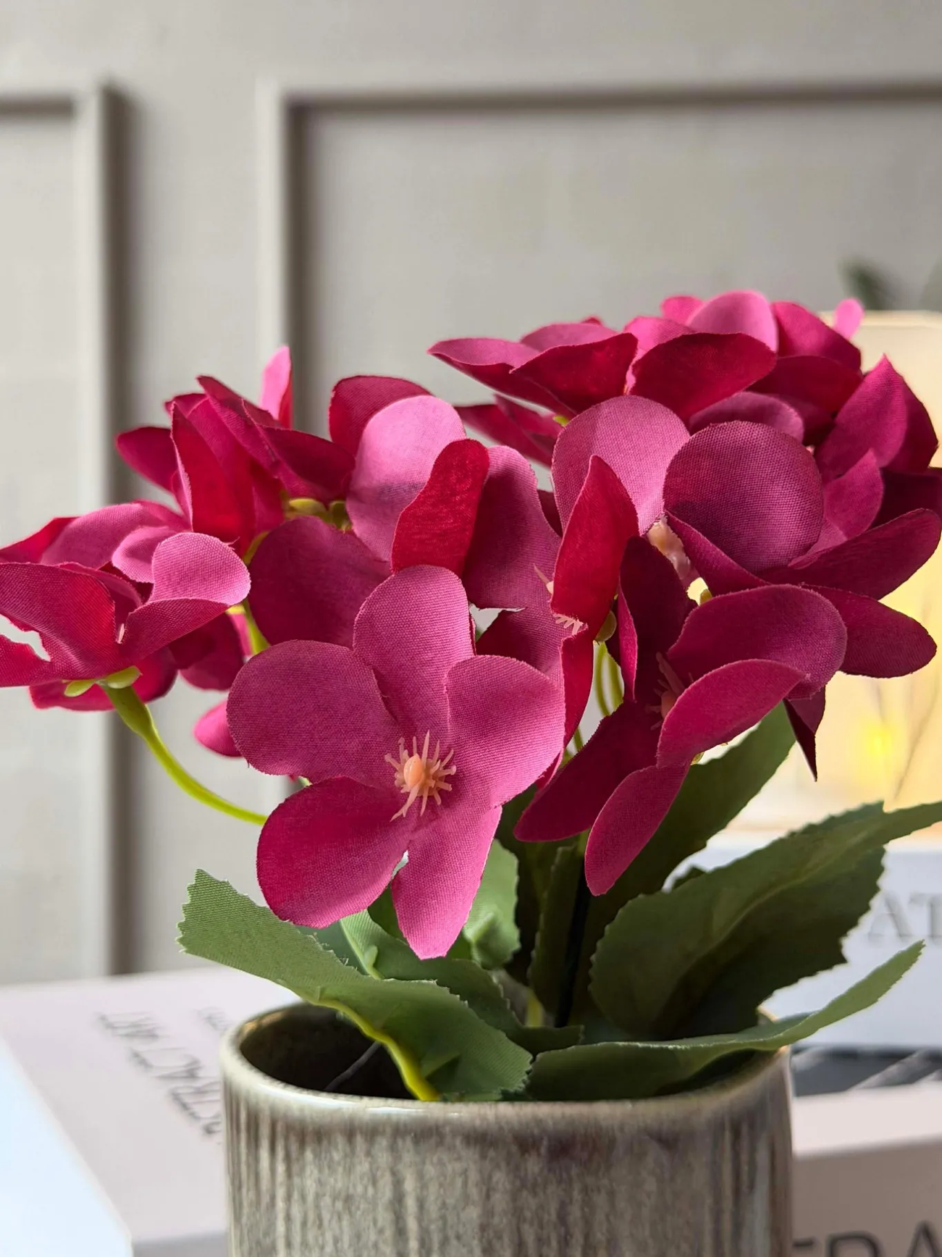 VIAMAJA Blomster<Mini hortensia i potte - flere farver