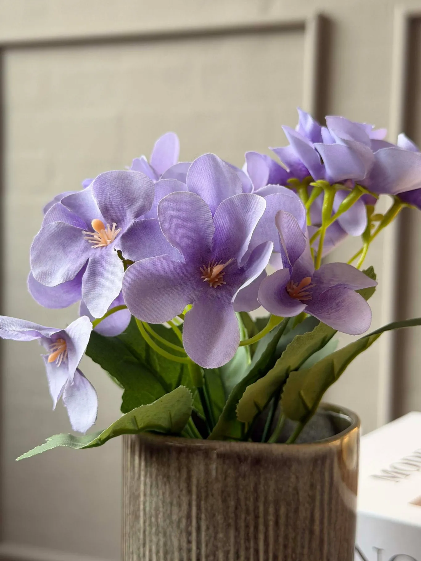 VIAMAJA Blomster<Mini hortensia i potte - flere farver
