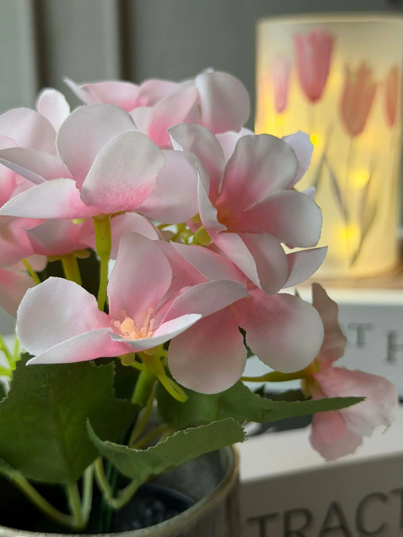 VIAMAJA Blomster<Mini hortensia i potte - flere farver