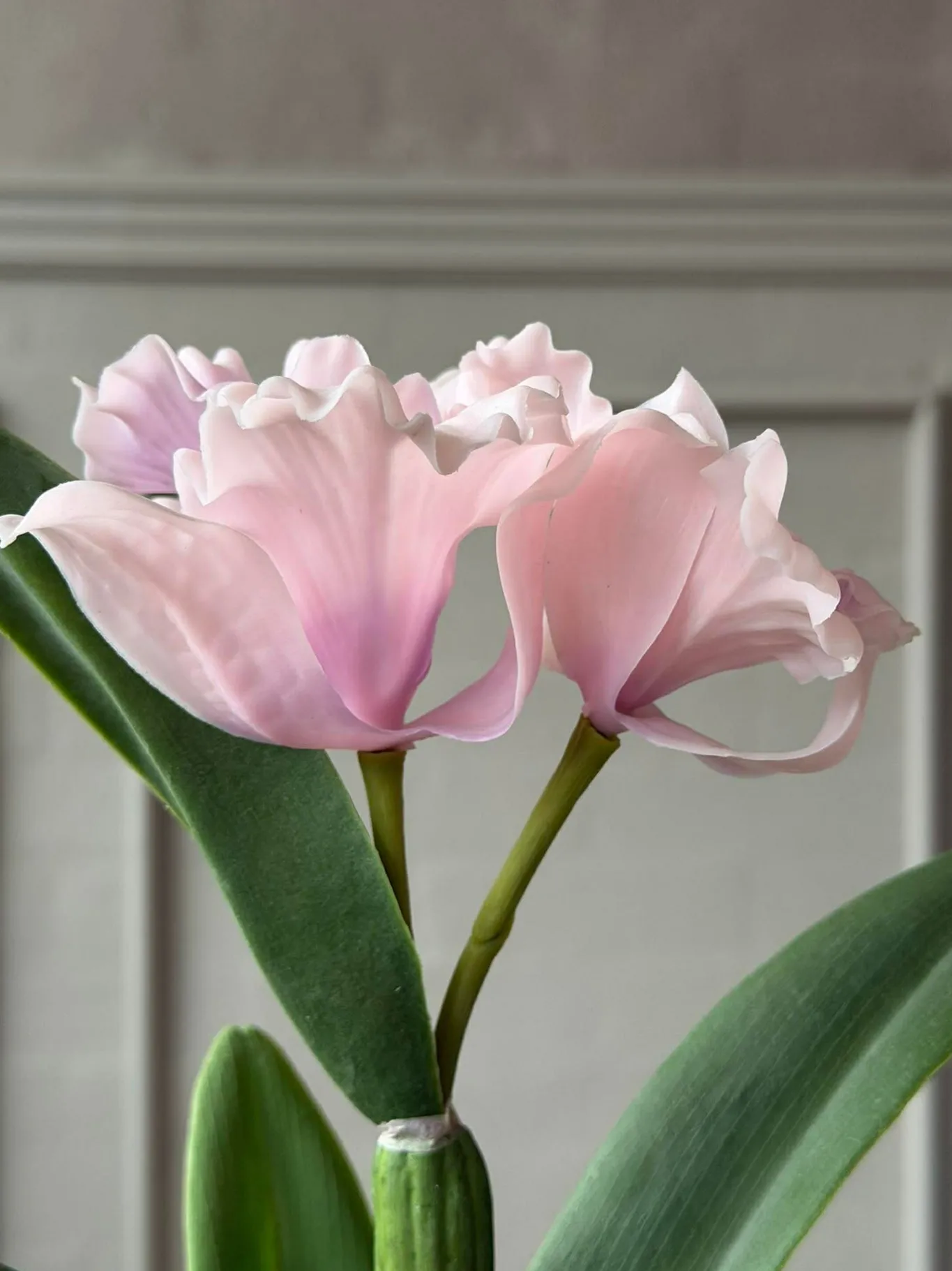 VIAMAJA Blomster|Interiør<Orkidé i Potte Rosa - Flere størrelser