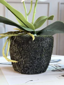 VIAMAJA Blomster<Orkide moskugle