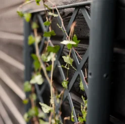 VIAMAJA Plantekasser|Havekrukker<Plantekasse med espalier