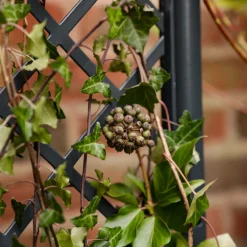 VIAMAJA Plantekasser|Havekrukker<Plantekasse med espalier