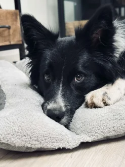 VIAMAJA Hund<Pude til kæledyr - Vandafvisende