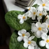 VIAMAJA Blomster<Saintpaulia i potte - flere farver