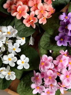 VIAMAJA Blomster<Saintpaulia i potte - flere farver
