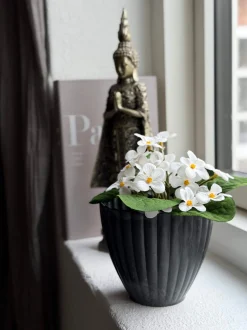 VIAMAJA Blomster<Saintpaulia i potte - flere farver