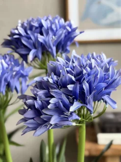 VIAMAJA Blomster<Skærmlilje 120cm - flere farver