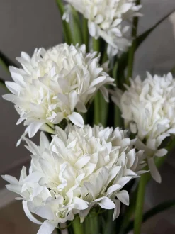 VIAMAJA Blomster<Skærmlilje 120cm - flere farver