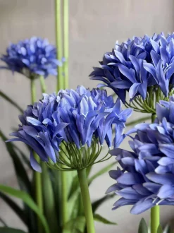 VIAMAJA Blomster<Skærmlilje 80cm - flere farver