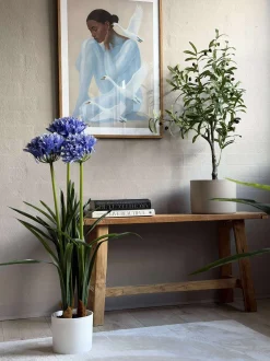 VIAMAJA Blomster<Skærmlilje 80cm - flere farver