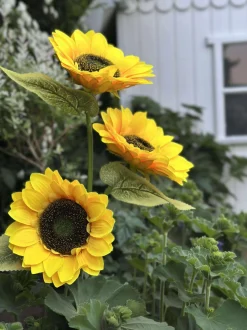VIAMAJA Lys Og Led|Udendørs Led<Solsikke med solceller