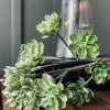 VIAMAJA Blomster<Sukkulent på stilk