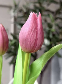 VIAMAJA Blomster|Interiør<Tulipan i potte - Mørk Rosa