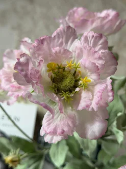 VIAMAJA Blomster<Valmue stilk 62 cm - Rosa